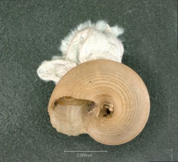 Media type: image;   Malacology 154835 Description: dry;  Aspect: BAS